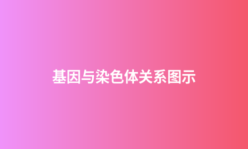 基因与染色体关系图示